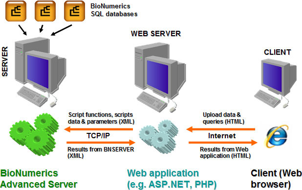 BioNumerics Server scheme